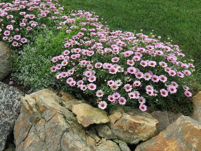 Grandaisy&reg; Pink Halo Improved - Argyranthemum (Marguerite Daisy)