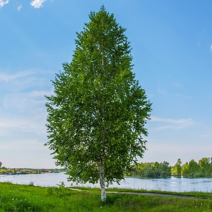 Dakota Pinnacle Birch - Betula platyphylla '‘Fargo’ '