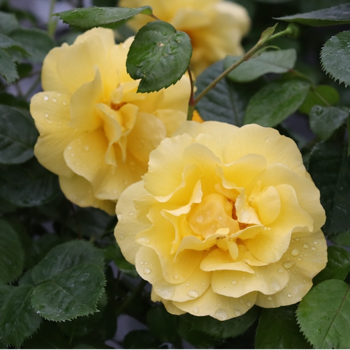  Reminiscent® Yellow Rose - Rosa BOZyel’