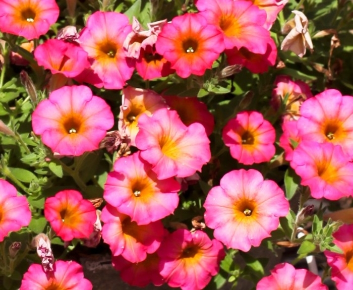 Mayan Sunset - Petunia Mayan Sunset - Petunia