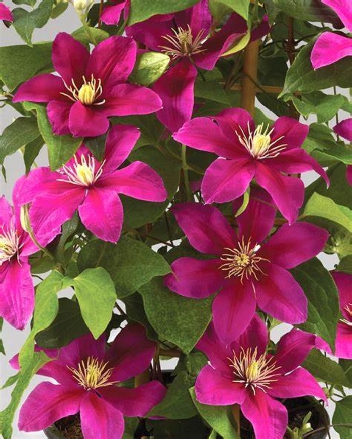 Acropolis Evipo - Clematis Acropolis Evipo - Clematis