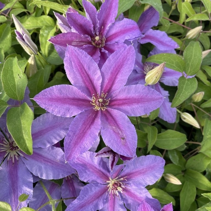 Tumaini Evigsy - Clematis Tumaini Evigsy - Clematis