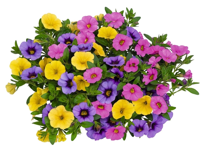Hawaiian Colour Clash - Confetti Garden Hawaiian Colour Clash - Confetti Garden