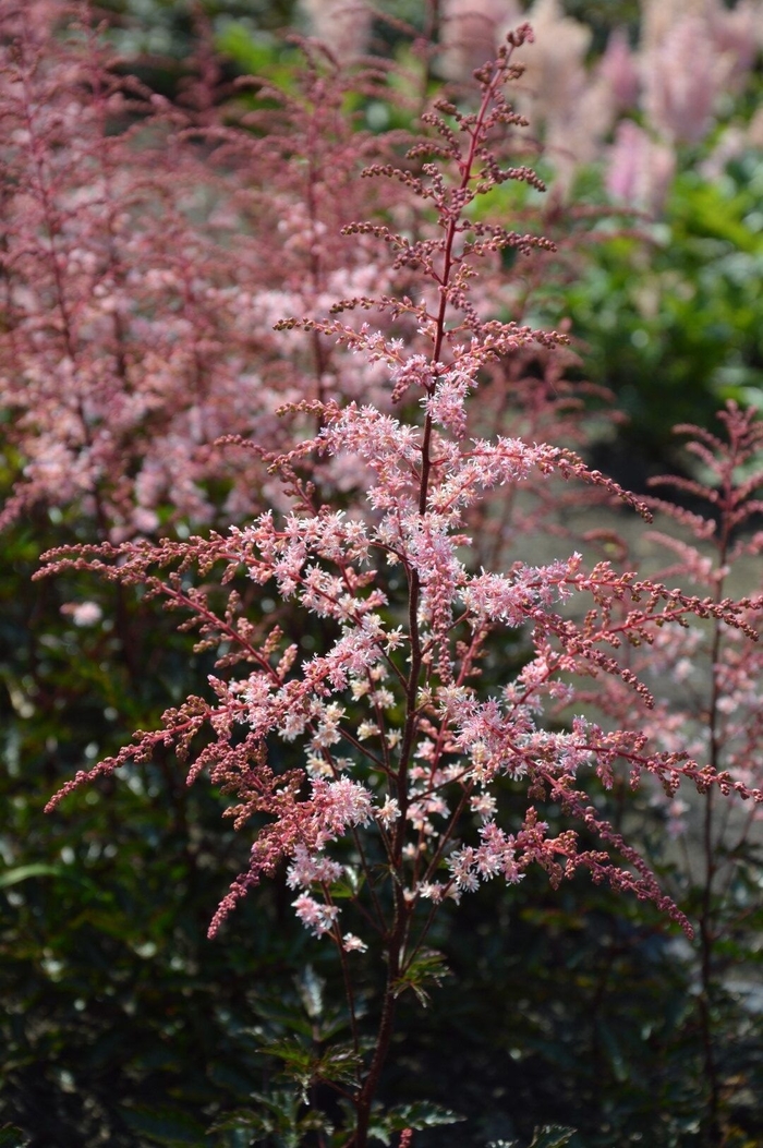 Pretty in Pink - Astilbe Simplicifolia Pretty in Pink - Astilbe Simplicifolia