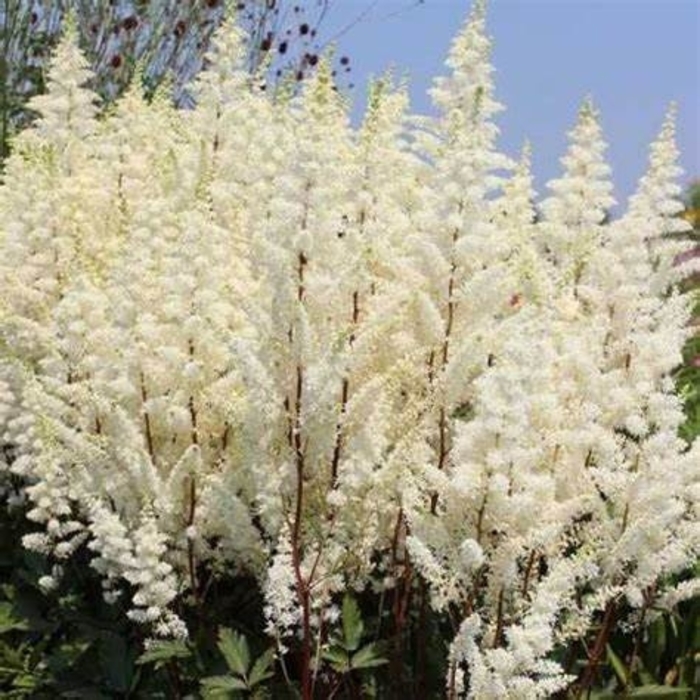 Happy Spirit - Astilbe Arendsii Happy Spirit - Astilbe Arendsii