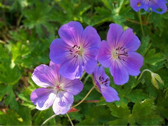 Geranium Roxanne - Cransbill Geranium Roxanne - Cransbill