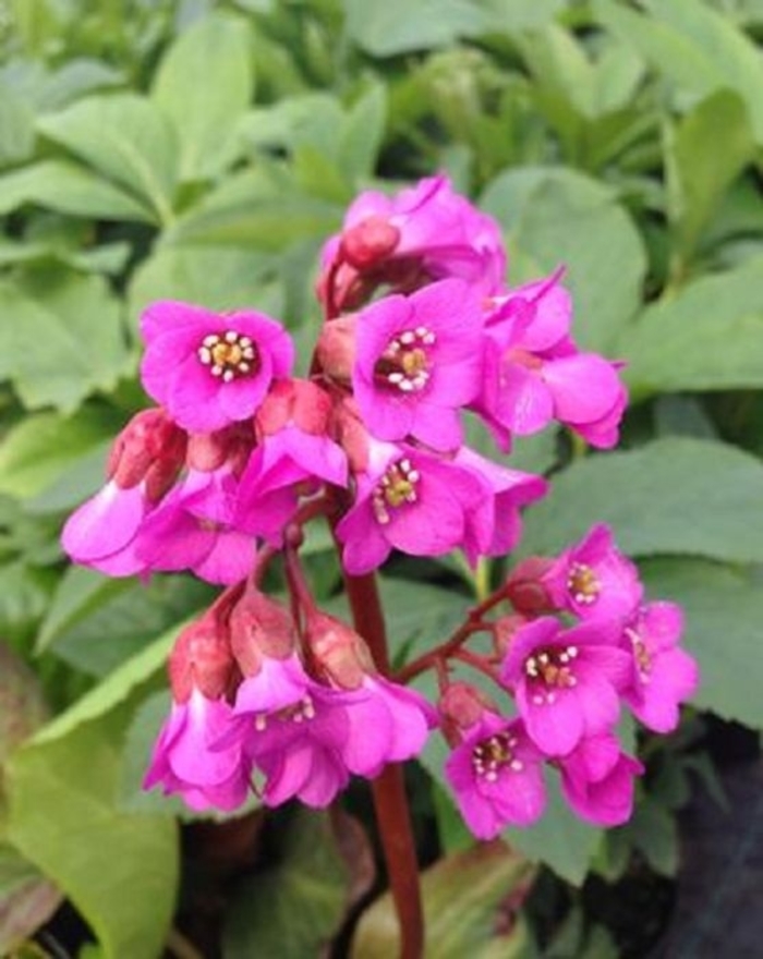 Pigsqueak Red Bloom - Bergenia cordifolia Pigsqueak Red Bloom - Bergenia cordifolia