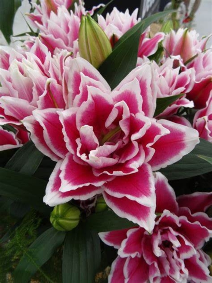 Lily Samantha - Lilium Orientalis Lily Samantha - Lilium Orientalis