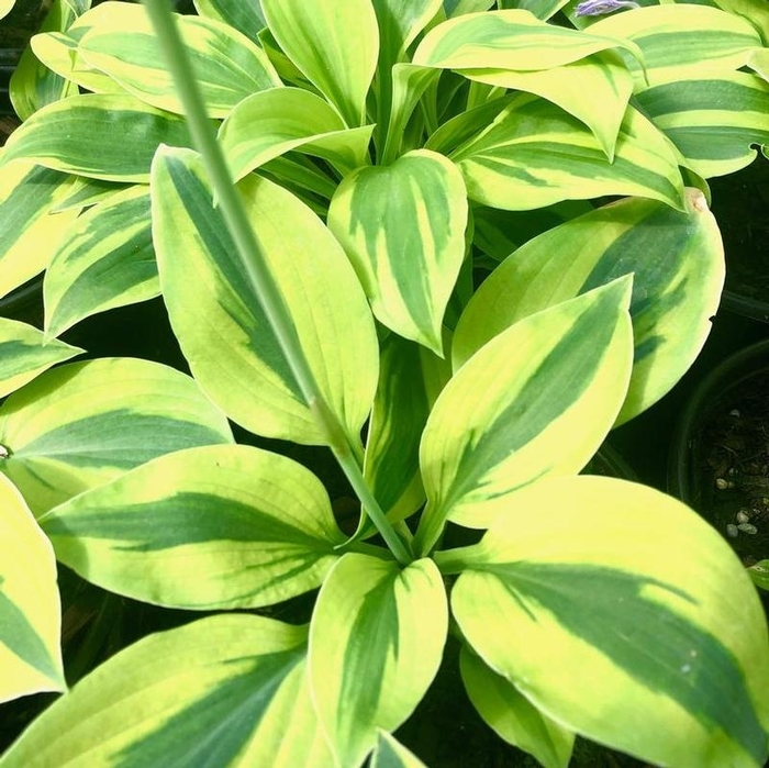 Plantain Lily - Hosta Velvet Moon Plantain Lily - Hosta Velvet Moon