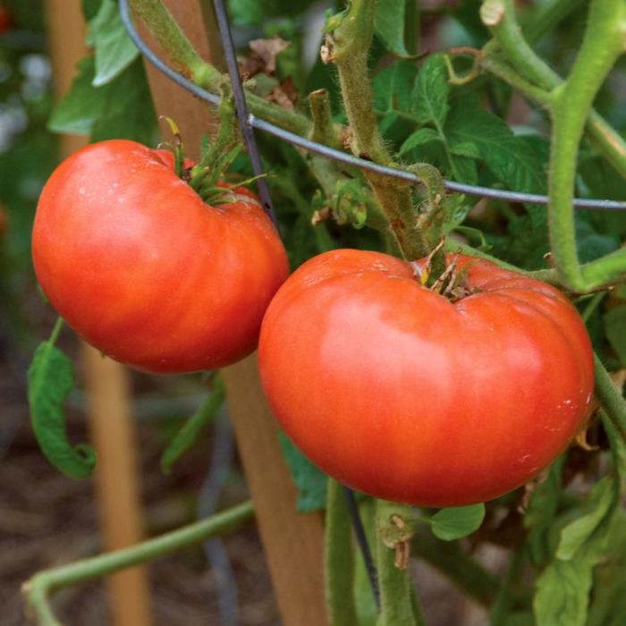 'Mortgage Lifter' - Tomato 'Mortgage Lifter' - Tomato