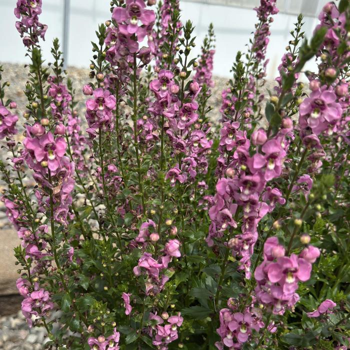 Guardian Angel&trade; Pink - Angelonia angustifolia (Summer Snapdragon)