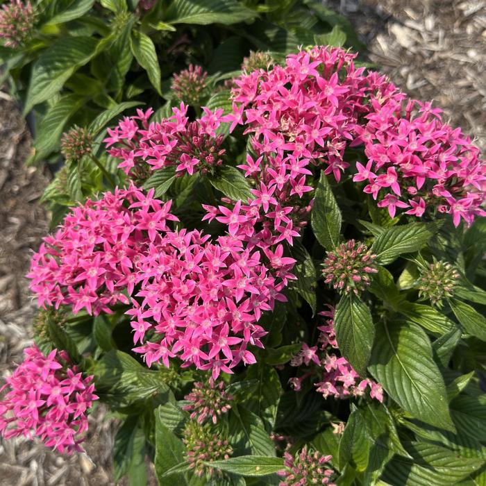 Lucky Star&trade; 'Pink' - Pentas lanceolata (Egyptian Starcluster)