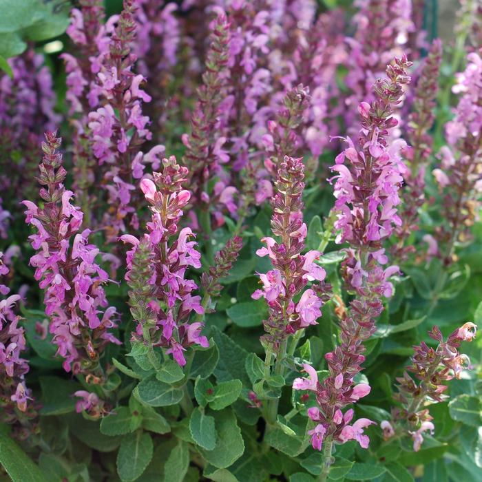 'Sensation Deep Rose' - Salvia nemorosa 'Sensation Deep Rose' - Salvia nemorosa