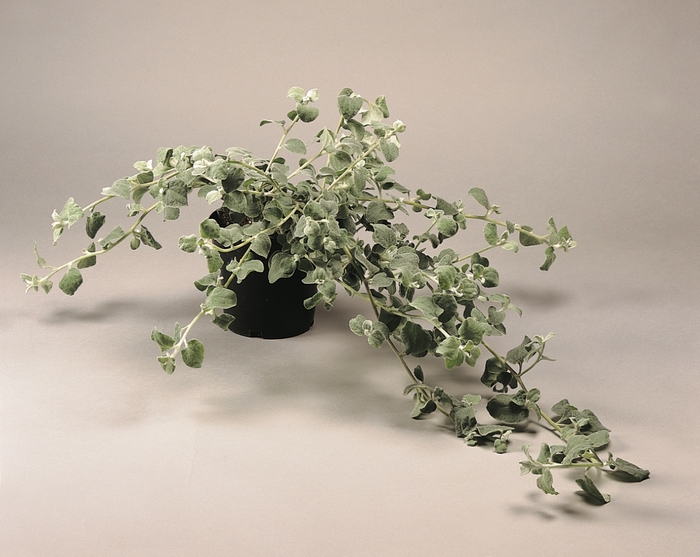 Helichrysum ‘Petite Silver’ - Licorice Plant 