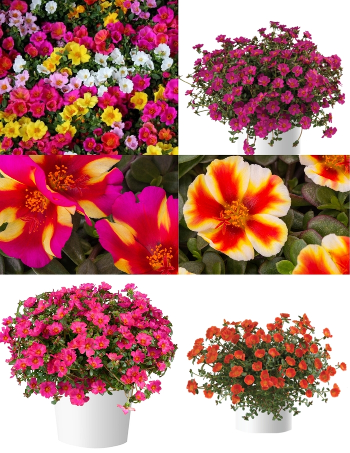 Portulaca - Portulaca Varieties Portulaca - Portulaca Varieties