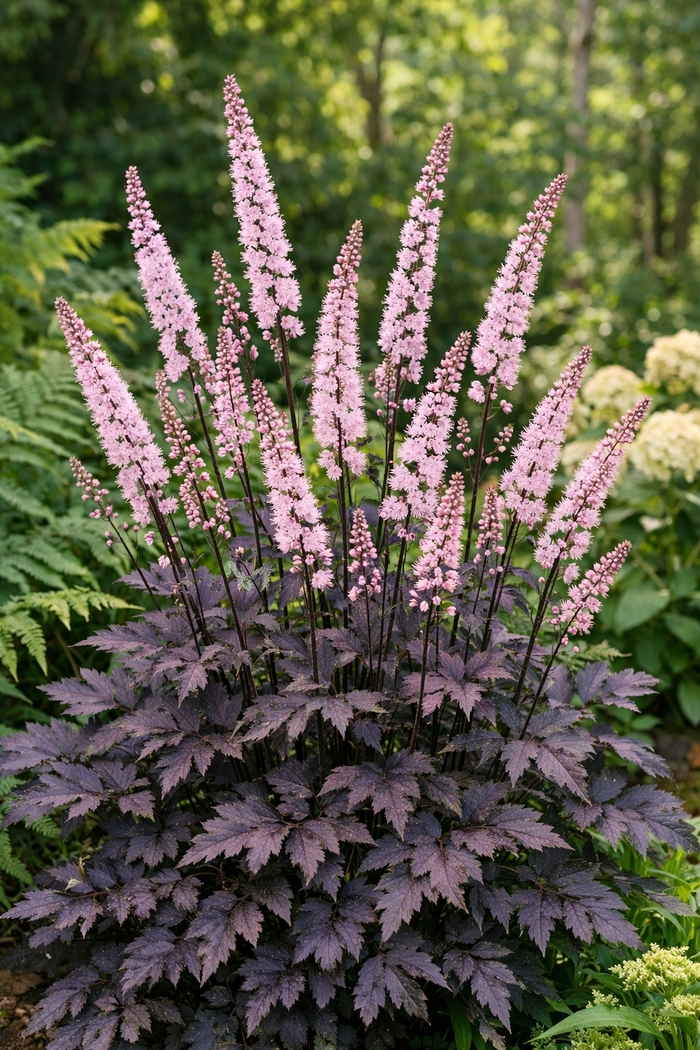 Snakeroot - Cimicifuga ramosa 'Pink Spike'