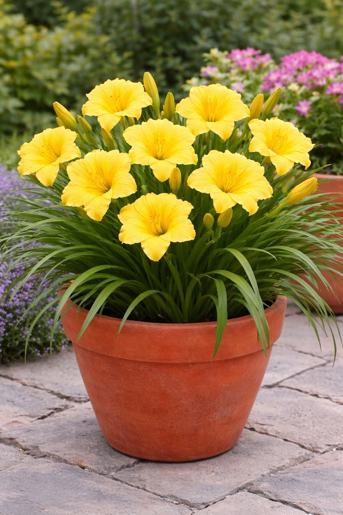 Daylily - Hemerocallis 'Happy Returns'