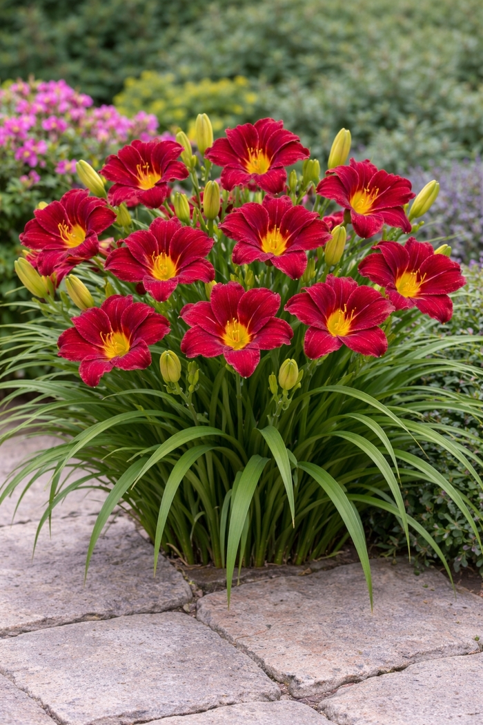 'Pardon Me' Daylily - Hemerocallis 