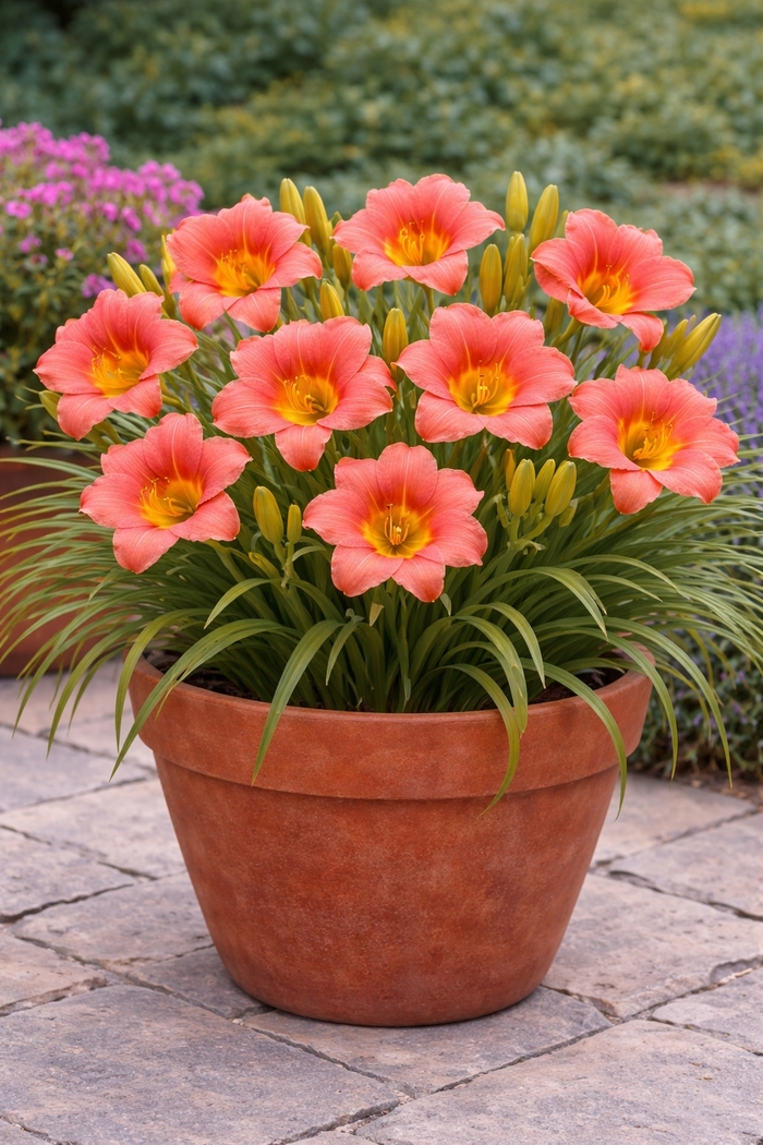 Daylily - Hemerocallis South Seas