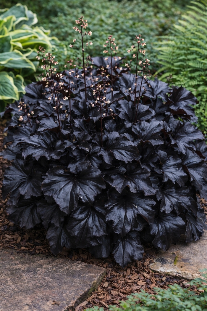 Coral Bells - Heuchera 'Obsidian'