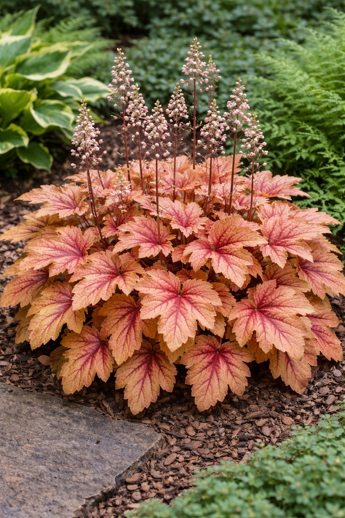 'Peach Tea' Foamy Bells - Heucherella 