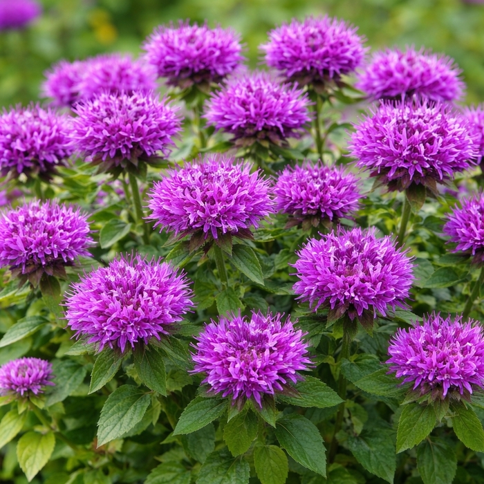 Bee Balm - Monarda Balmy Purple 
