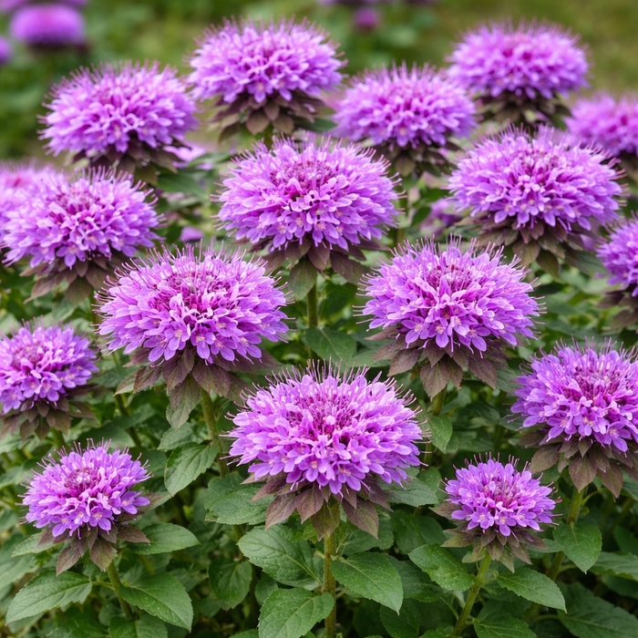 Bee Balm - Monarda Acrade Grand Parade