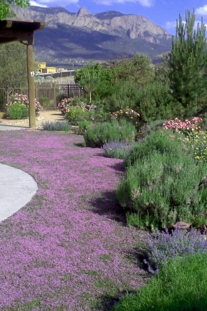 'Pink Chintz' Thyme - Thymus serpyllum 'Pink Chintz' Thyme - Thymus serpyllum