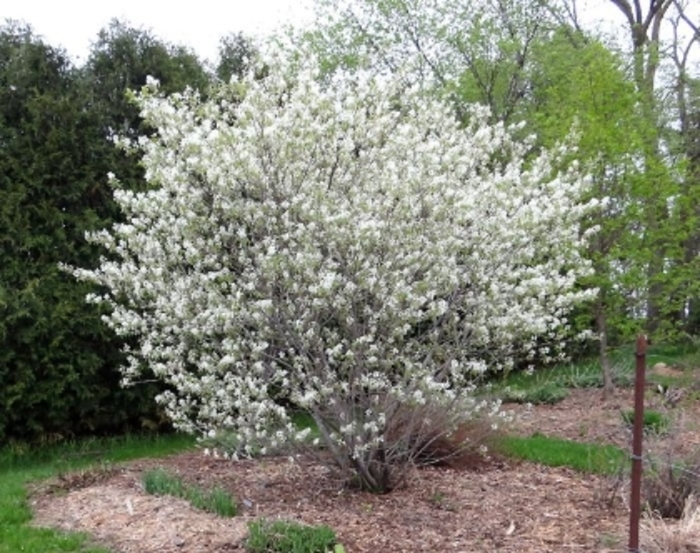 Regent Serviceberry - Amelanchier alnifolia
