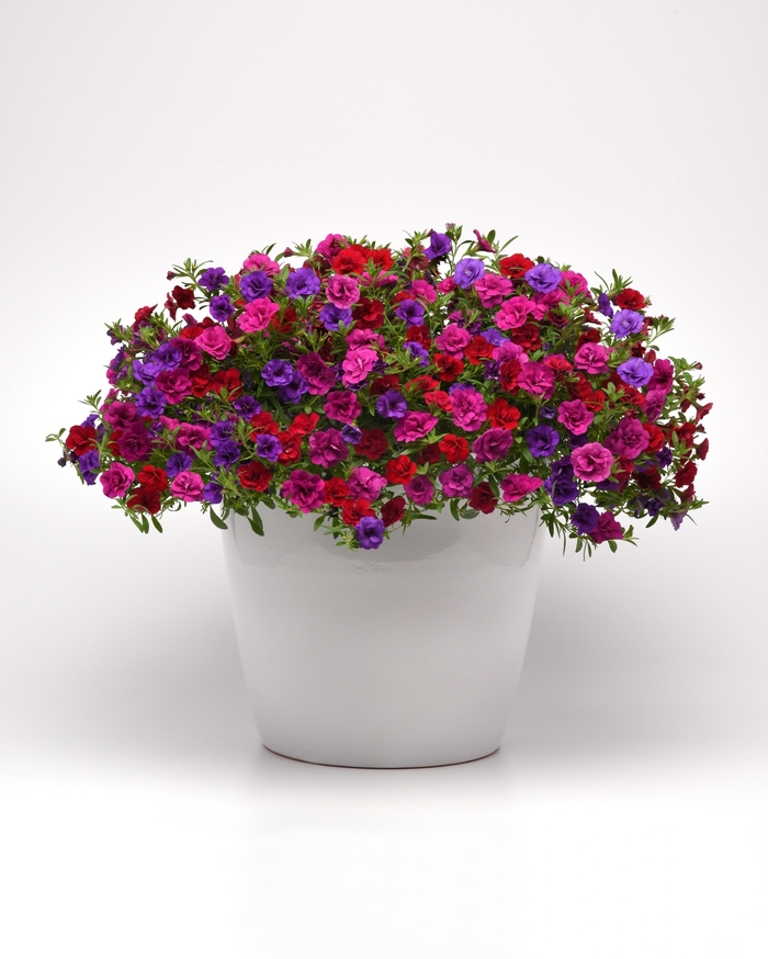 Twice as Nice - Trixi Combo