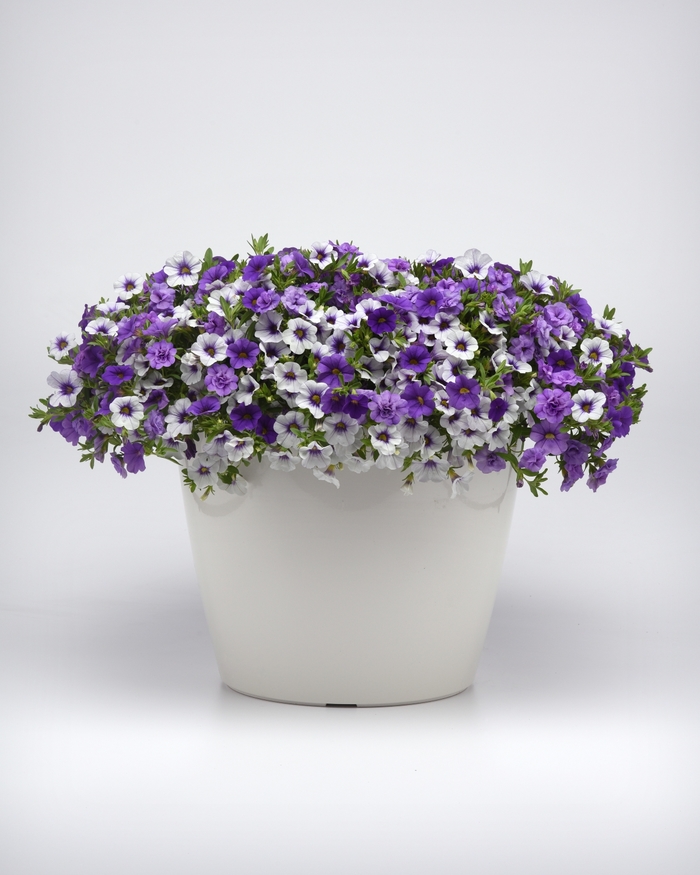 Break the Ice - Trixi Combo