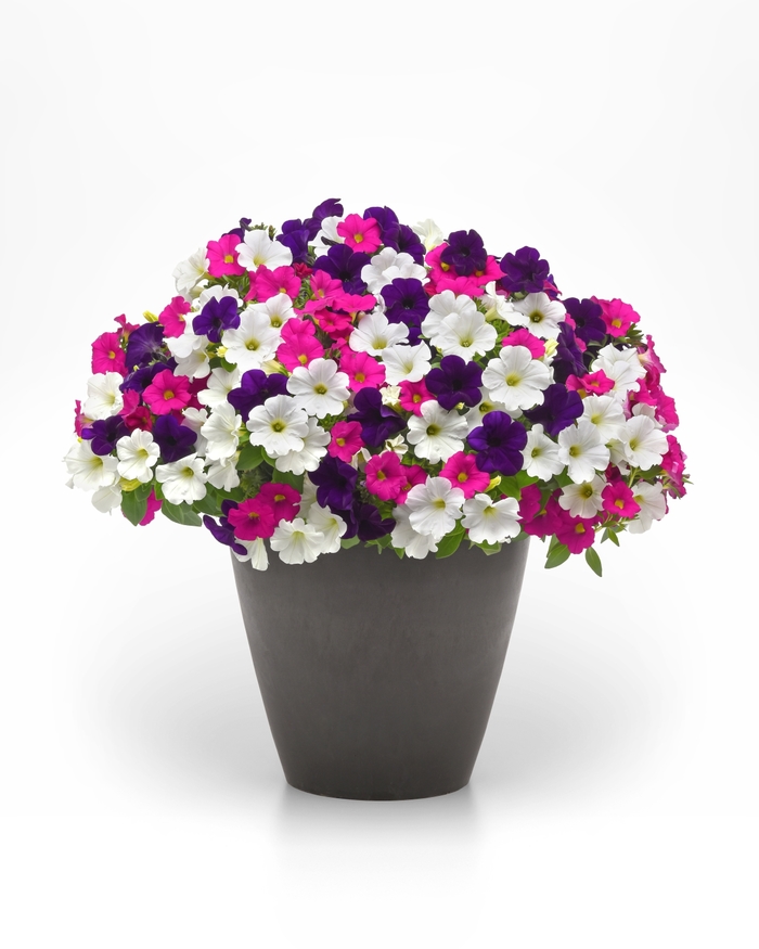 Bodacious Blooms - Trixi Combo