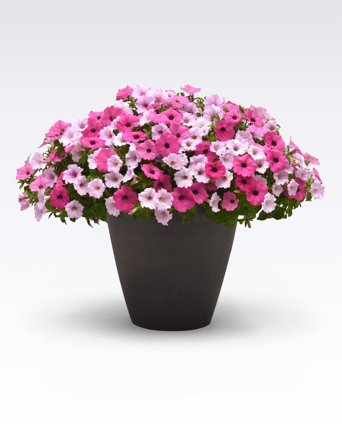 Rush Hour - MixMaster Rush Hour - MixMaster