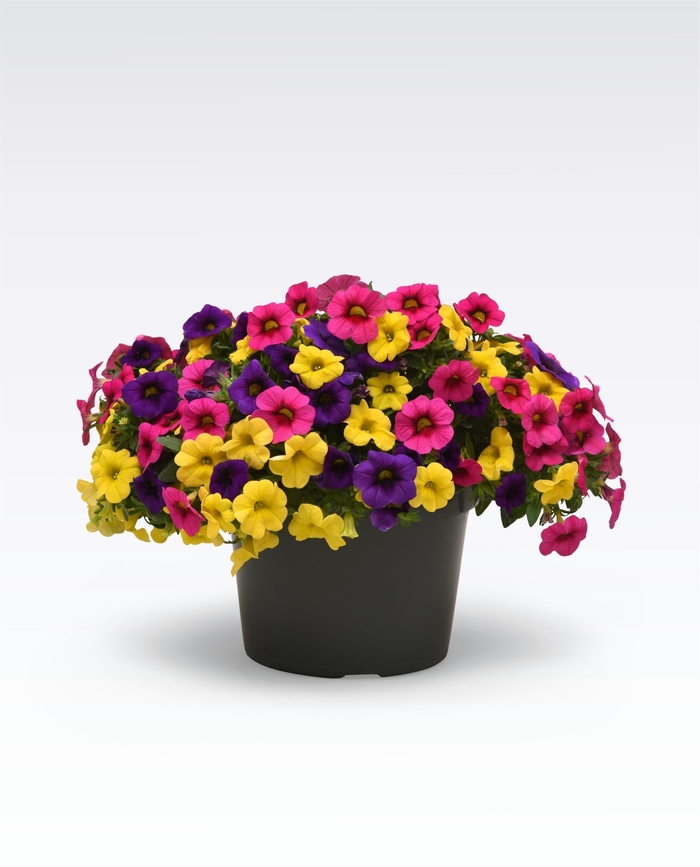 Rainbow Bright - MixMaster Rainbow Bright - MixMaster