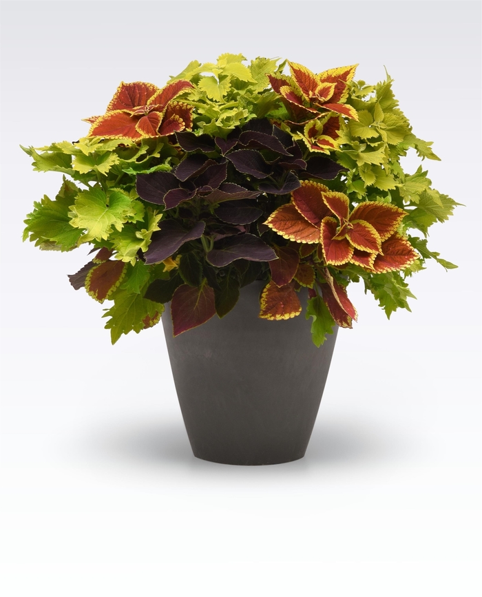 Amped Up - MixMaster 