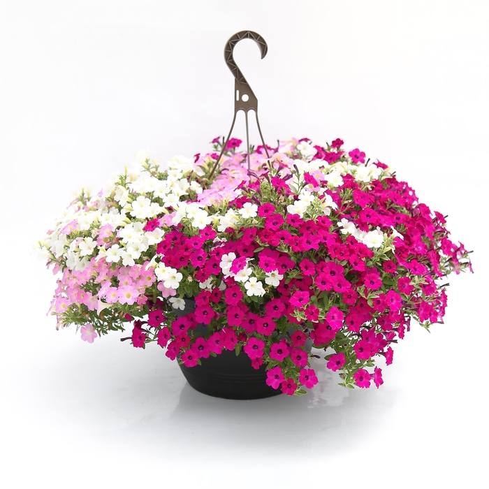 Itsy Trifection - Kwik Kombo Itsy Trifection - Kwik Kombo