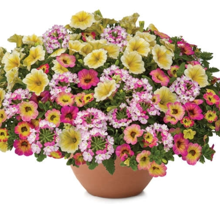 Watercolors - Durabella 