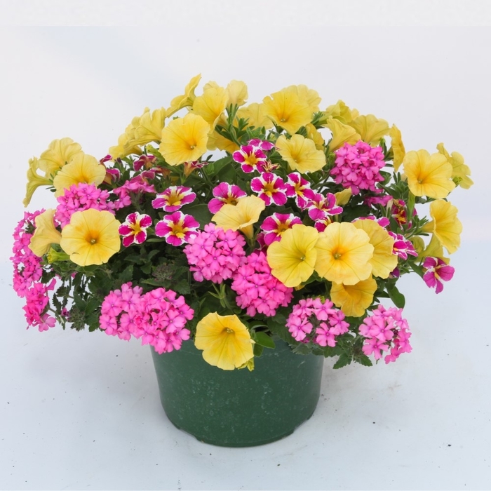 Sweet Tooth - Durabella 