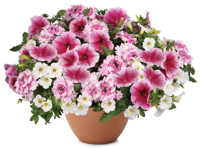 Rose Chateau - Durabella 