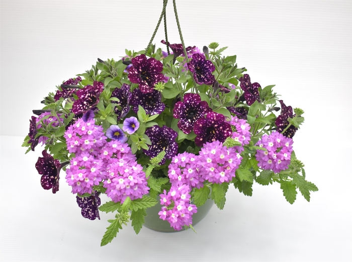 Nikkis Folly - Durabella 