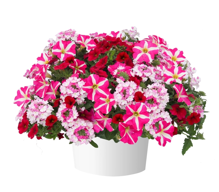 My funny Valentine - Durabella 