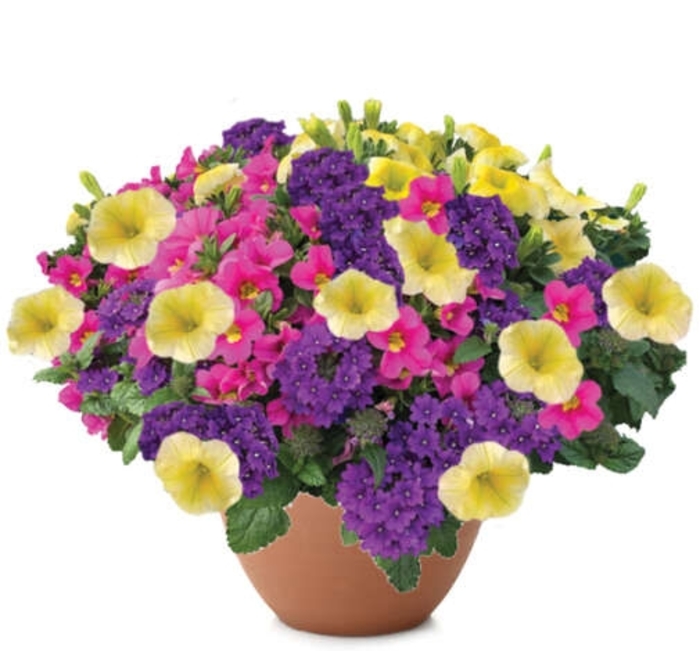 Meet Me in Miami - Durabella 