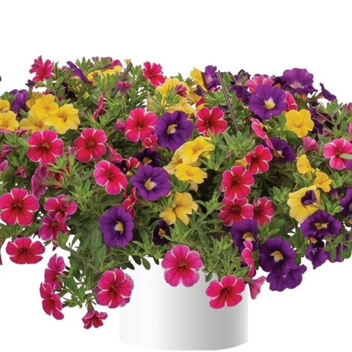 Mau Wowie - Durabella 