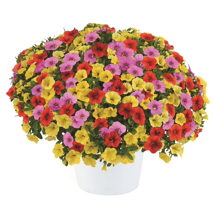 Hummingbird Haven - Durabella 