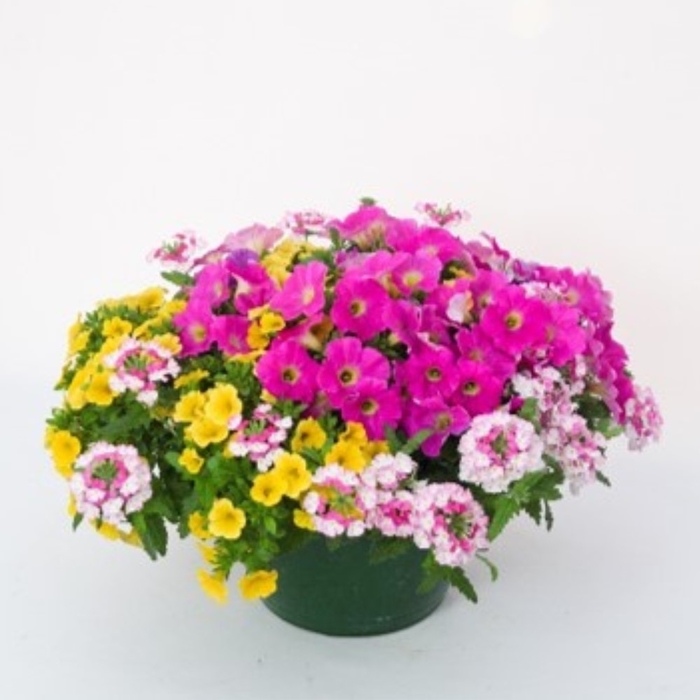 Eye Candy - Durabella 