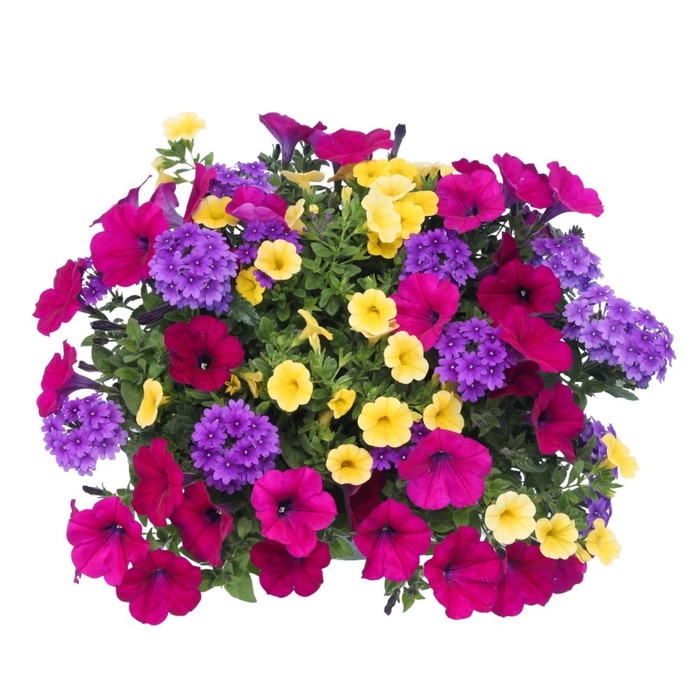 Chalk Art - Durabella 