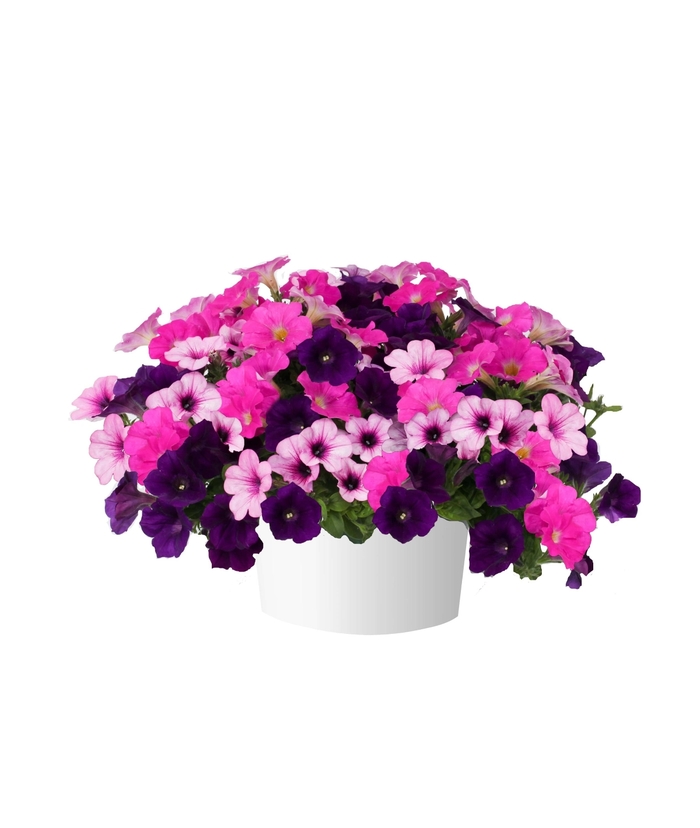 Bumbleberry Jam - Durabella 