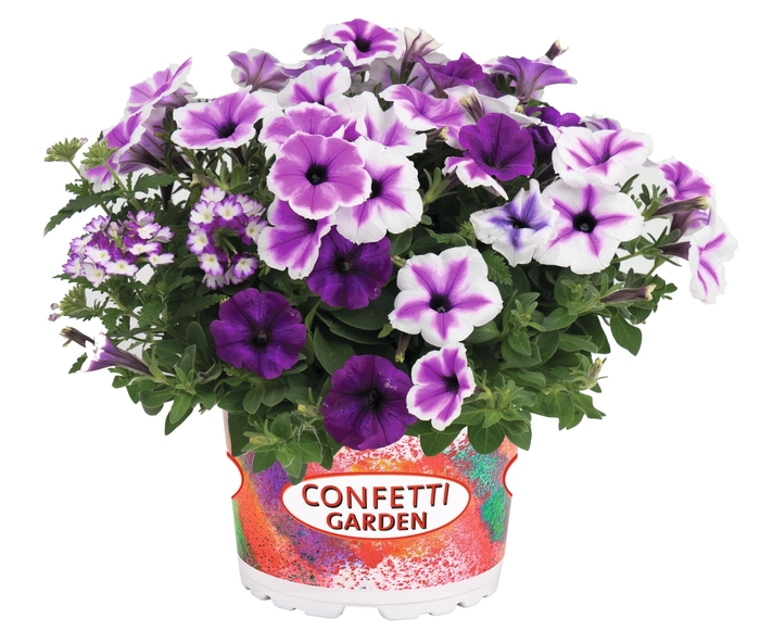 Walk in Clouds - Confetti Garden 