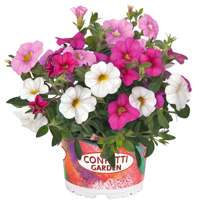 Hawaiian Pink Fusion - Confetti Garden 