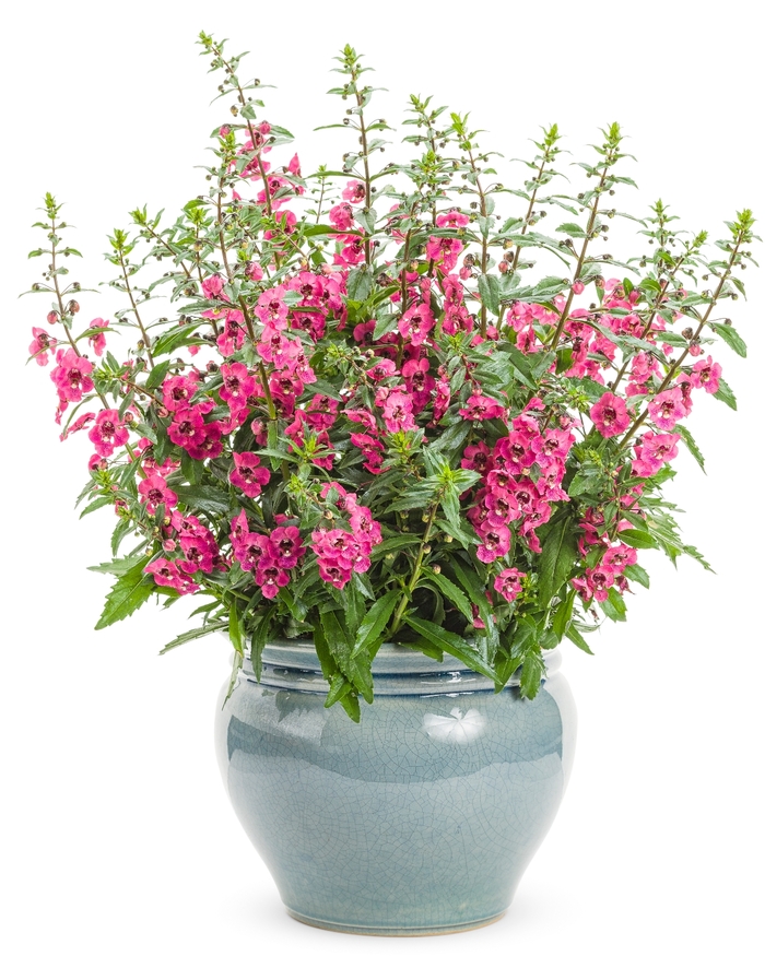 Angelface&reg; 'Perfectly Pink' - Angelonia (Summer Snapdragon)